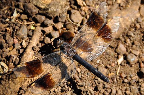 Brachythemis sp.