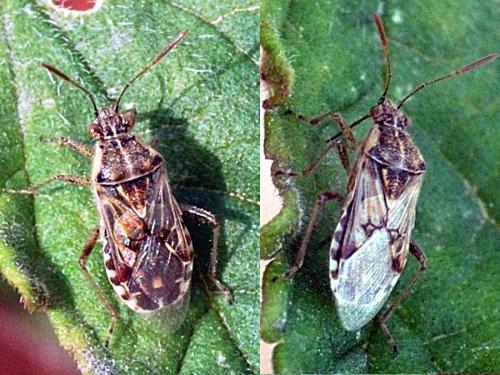 Liorhyssus hyalinus