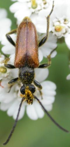 Pseudovadonia livida