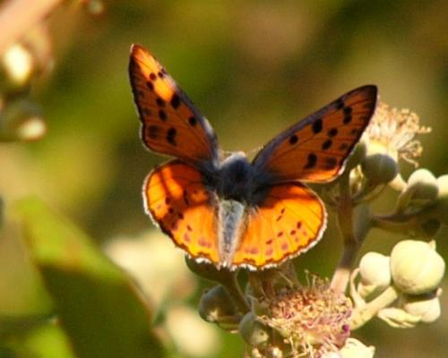 Réf. 73 286 : Lycaena alciphron