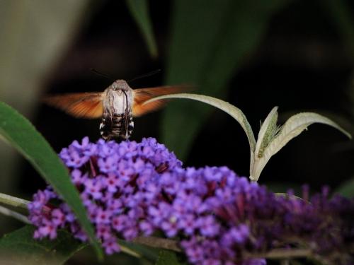 Macroglossum stellatarum