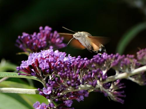 Macroglossum stellatarum