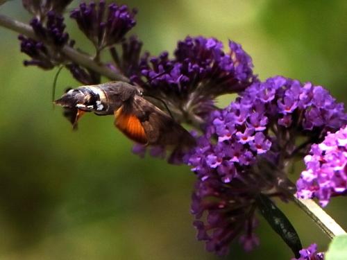 Macroglossum stellatarum