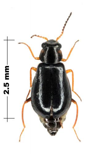 Réf. 73 813 : Hypebaeus albifrons
