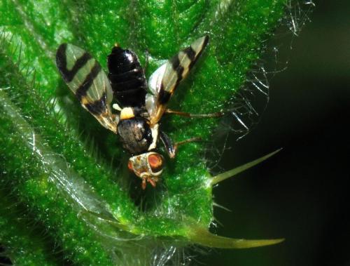 Urophora sp.