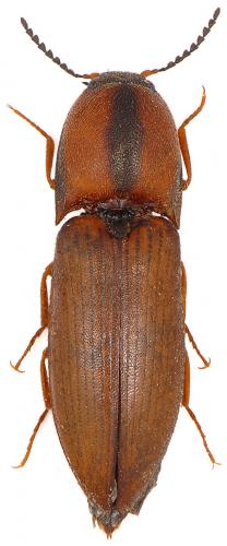 Sericus brunneus