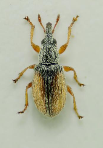 Réf. 73 088 : Malvapion malvae