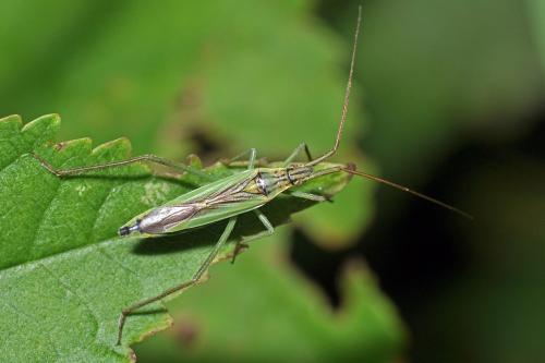 Notostira sp.
