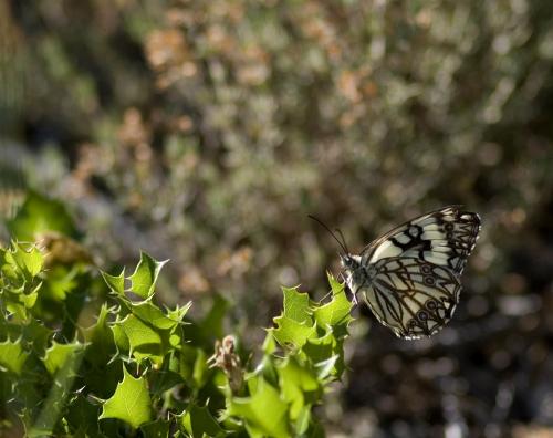 Melanargia occitanica