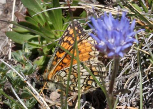 Melitaea parthenoides