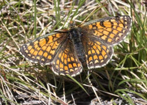 Réf. 73 681 : Melitaea parthenoides