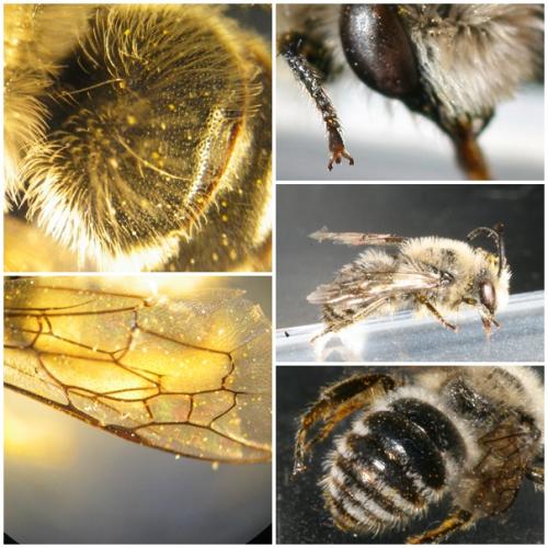 Colletes sp.