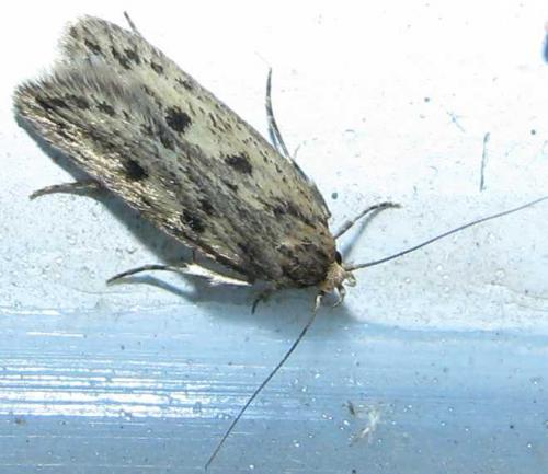 Hofmannophila pseudospretella