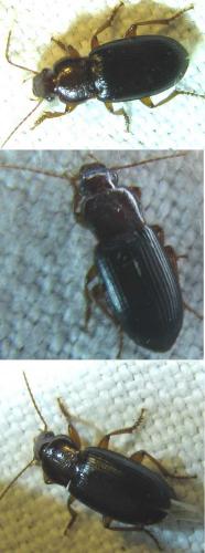 Ophonus sp.