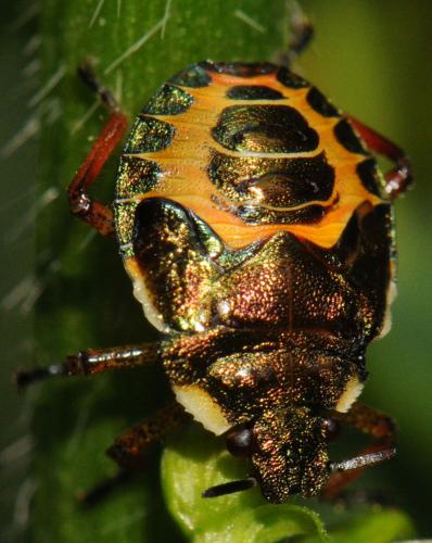 Troilus luridus