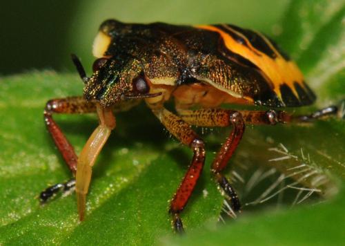Troilus luridus
