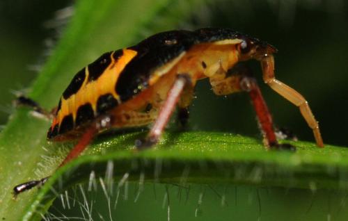 Troilus luridus
