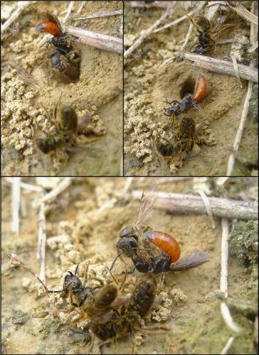 Réf. 73 905 : Sphecodes monilicornis
