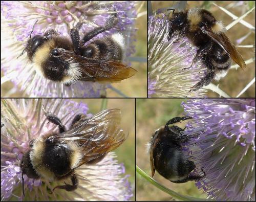 Bombus sp.