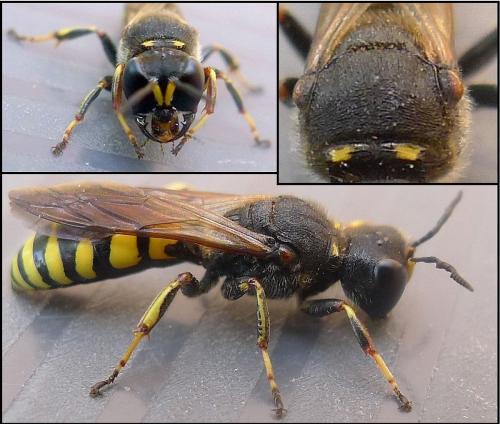 Réf. 73 874 : Ectemnius fossorius