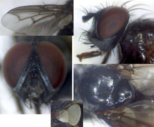 Réf. 73 680 : Nyctia halterata