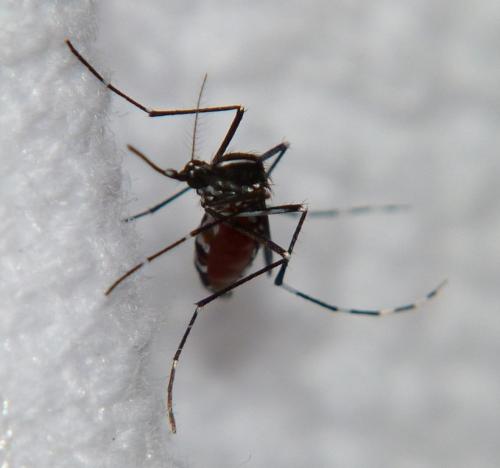 Réf. 73 975 : Aedes albopictus