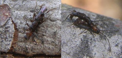 Nathrius brevipennis