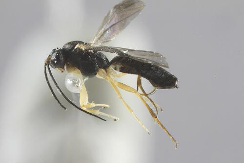 Réf. 73 229 : Neoneurus auctus