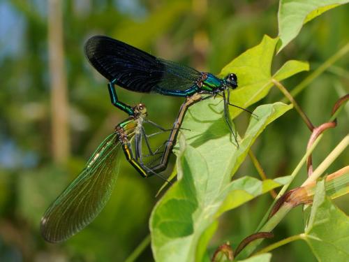 Réf. 73 906 : Calopteryx splendens