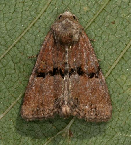 Mesoligia furuncula
