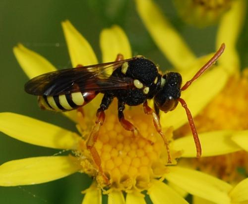 Nomada sp.