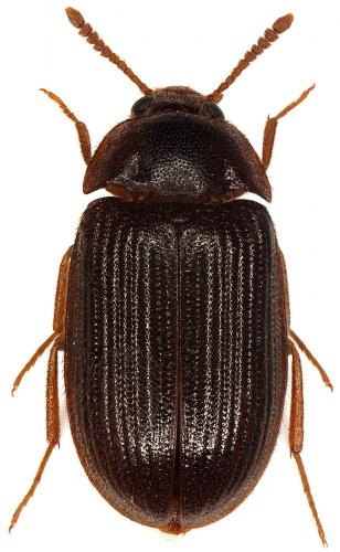 Mycetophagus ater