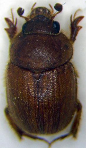 Ochodaeus chrysomeloides