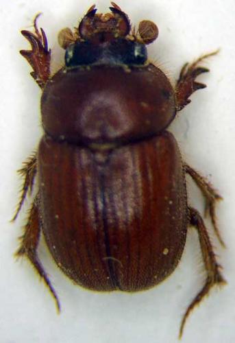 Ochodaeus gigas