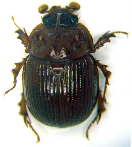 Odonteus armiger