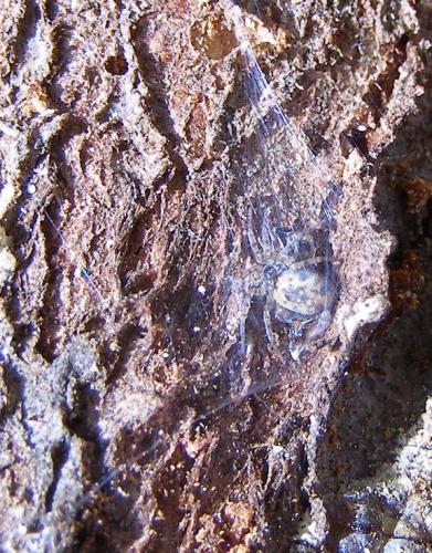 Oecobius sp.