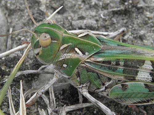 Réf. 73 425 : Oedaleus decorus
