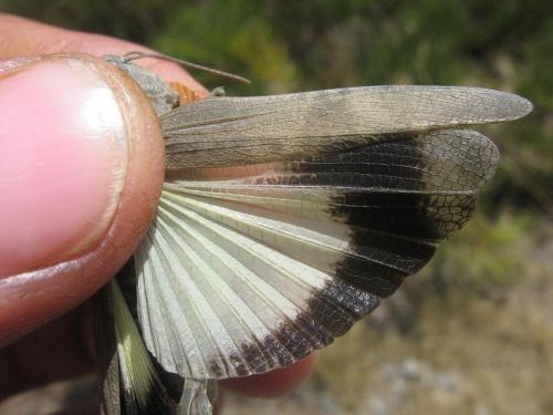 Oedipoda coerulea