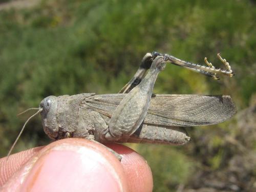 Oedipoda coerulea