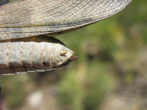 Oedipoda coerulea