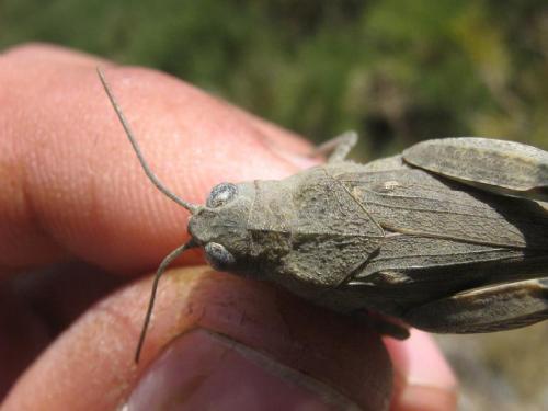 Oedipoda coerulea