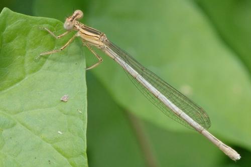 Réf. 73 329 : Platycnemis sp.