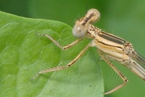 Réf. 73 330 : Platycnemis sp.