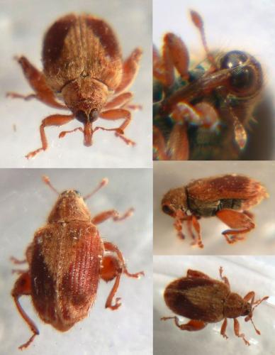 Réf. 73 017 : Orchestes quercus