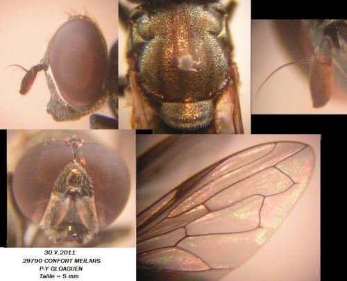 Orthonevra nobilis