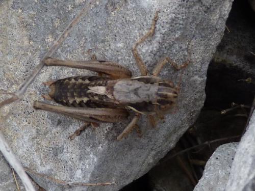 Amedegnatiana vicheti