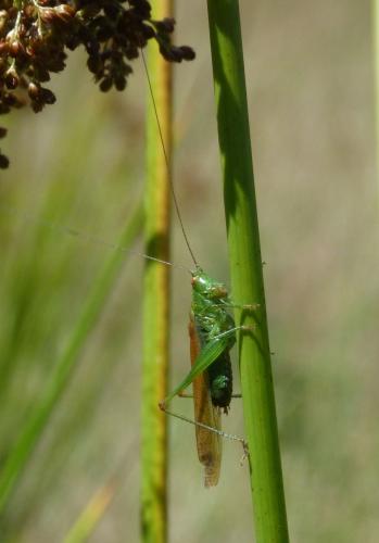 Réf. 73 078 : Conocephalus dorsalis