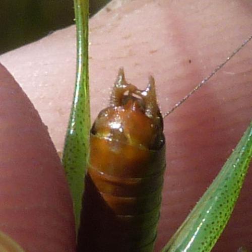 Réf. 73 114 : Conocephalus dorsalis