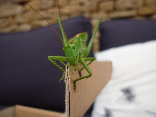 Tettigonia viridissima