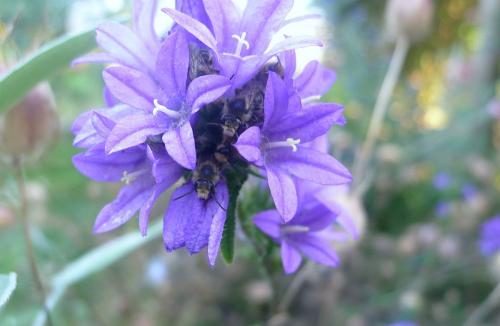 Melitta nigricans